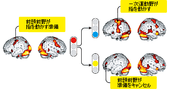 単純な動作で脳のたくさんの場所を使う