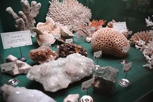 収蔵資料　南洋サンゴ標本