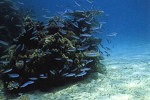 第5回公開講演会　「サンゴ礁における多種共存のからくり」イメージ
