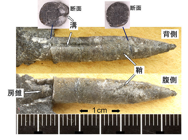 ベレムナイト　トウホクベルス