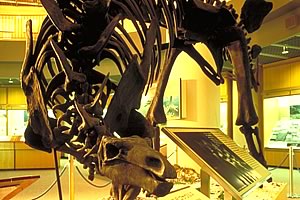 博物館1階に展示されているステゴサウルス