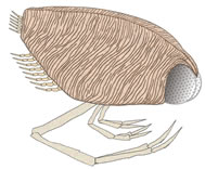 日本初の嚢頭類（のうとうるい）化石