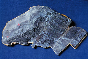 宮城県の化石：ウタツギョリュウ