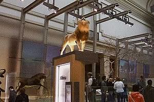 スミソニアン自然史博物館「Kenneth E. Behring ほ乳類ファミリーホール」の様子