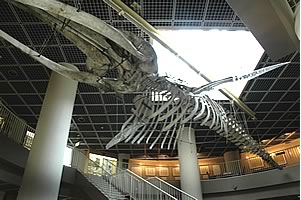 展示室内クジラ骨格標本