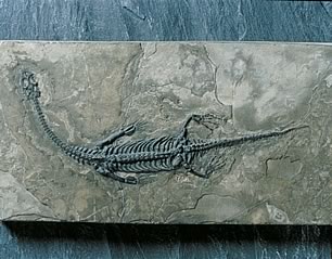 収蔵資料標本　「メソサウルス」