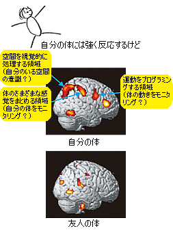 身体的な「自分」は右脳の前頂葉と前頭葉で認知される