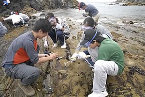 牡鹿半島の海岸の露頭で化石をさがす
