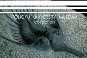 ミニ標本案内「TOHOKU　UNIVERSITY　MUSEUM」