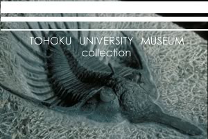 ミニ標本案内「TOHOKU UNIVERSITY MUSEUM」