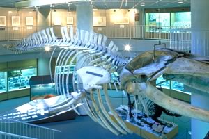 博物館中央吹き抜け部分のクジラ骨格標本
