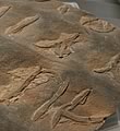 7億年前の古代文字？　マンチュリオフィクス・サワダイ