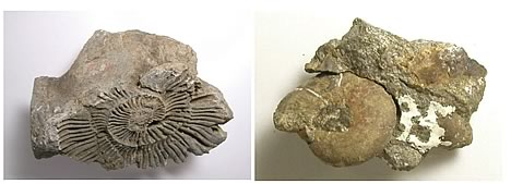 左：初期白亜紀の磯草層のアンモナイト（ベリアセラ）・前期白亜紀の地殻変動により変形している<br />

右：前期白亜紀末の宮古層群のアンモナイト（ヒューレニテス）・変形していない