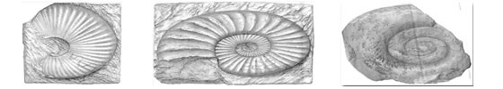 モイシソヴィッチが1888年に記載した石巻産三畳紀アンモナイト化石