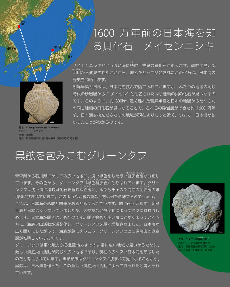 日本海を知る貝化石・グリーンタフ