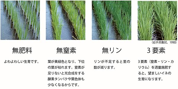 肥料による稲の生育の違い