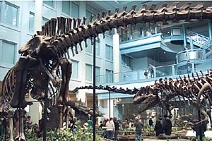 カーネギー博物館「恐竜とその時代」展の様子
