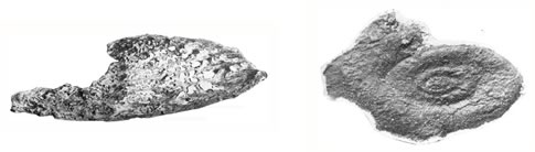 早坂が1954年に北上山地から記載したペルム紀アンモナイト、石炭紀アンモナイト