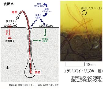 土と助け合う生物 田んぼのショベルカー 企画展 土のけしき 土のふしぎ 東北大学総合学術博物館のすべて