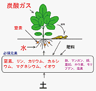 自然植生の養分循環