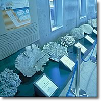 南洋群島産サンゴ