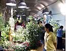 生きた蝶の展示「Butterflies +Plants : Partners in Evolution」の様子