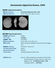東北大学総合学術博物館有孔虫画像データベースイメージ