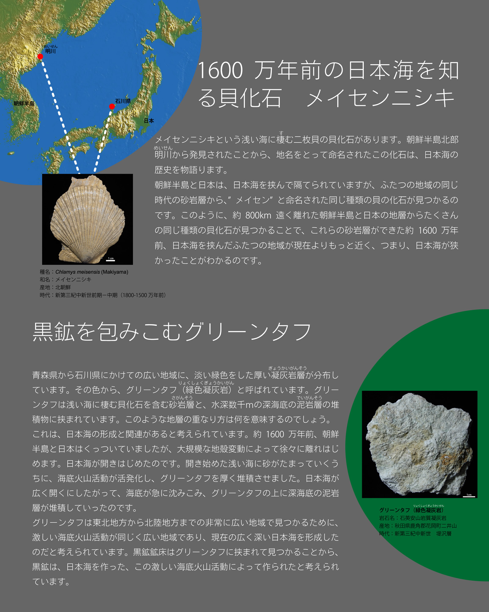まだあった！　特濃グリーン×経歴不明　石化？＆多芽？単なる生育不良！　４本　赤軸３本青軸1本　クンシラン